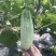 【甜瓜】精品博洋61大量上市皮薄多汁坏单包赔全国发货