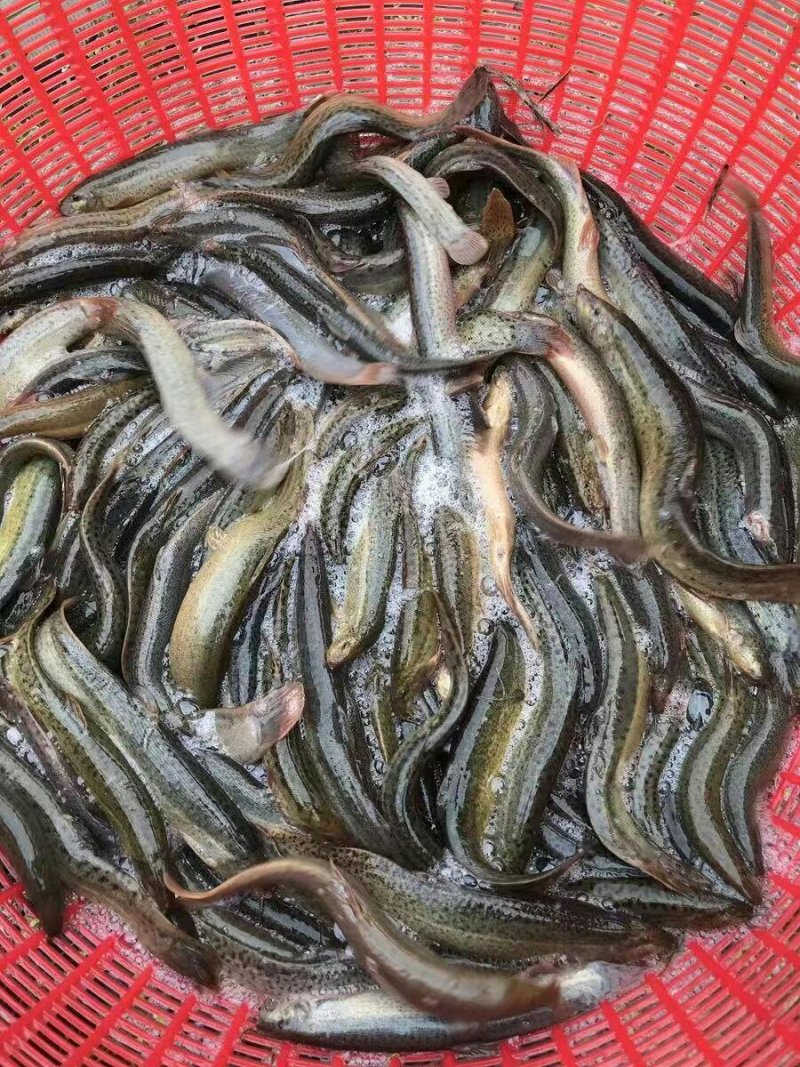 台湾小泥鳅苗新鲜幼苗台鳅寸苗青鳅苗活体全国发货