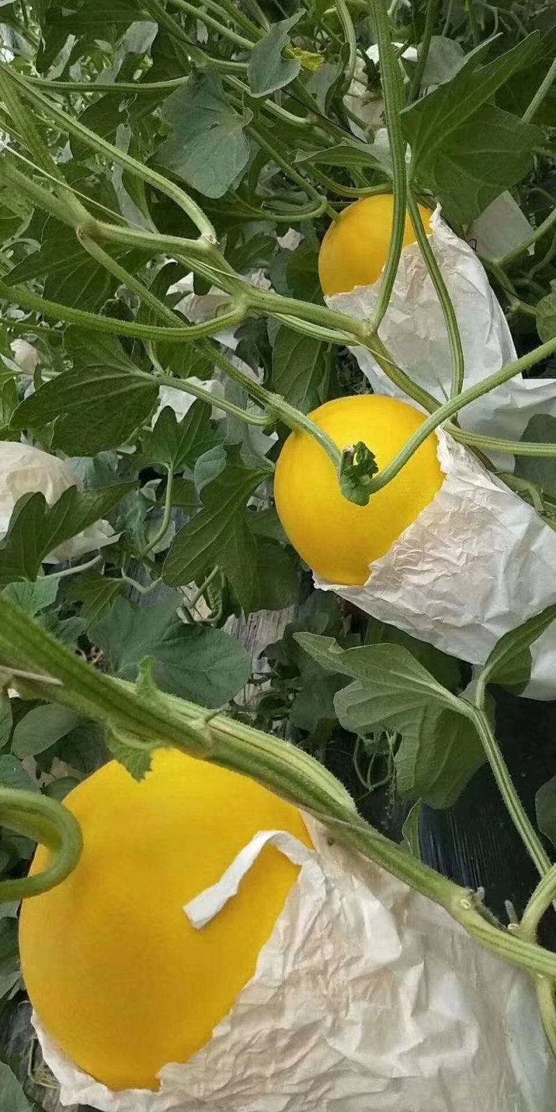 新鲜久红瑞甜瓜大量上市肉嫩味甜价格美丽产地直销