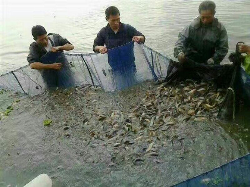 台湾小泥鳅苗新鲜幼苗台鳅寸苗青鳅苗活体全国发货