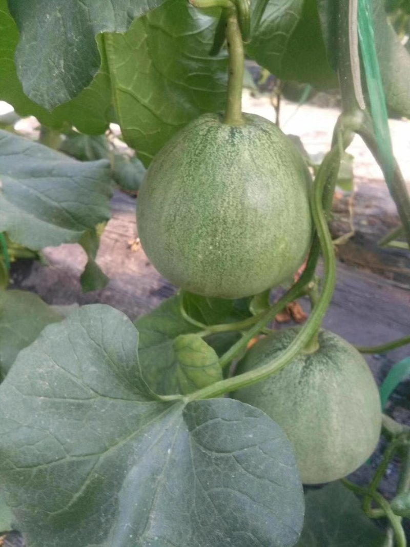 【甜瓜】新鲜绿宝石甜瓜大量上市肉嫩味甜价格美丽产地直销