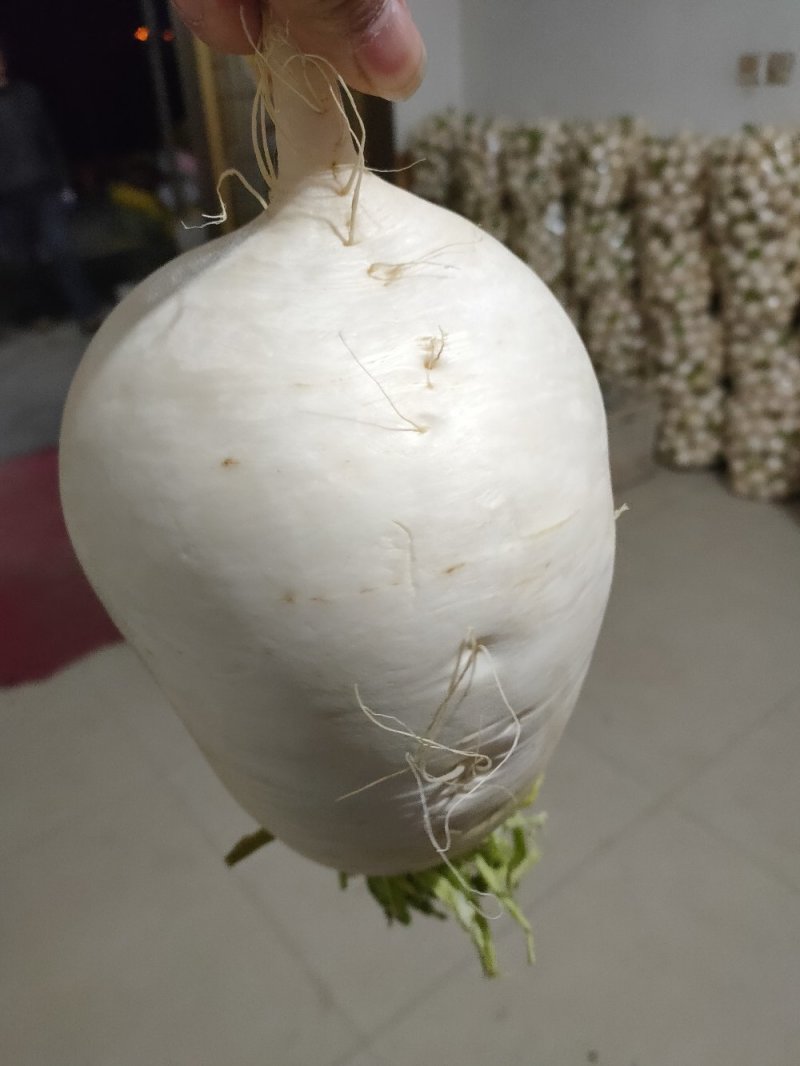 萝卜