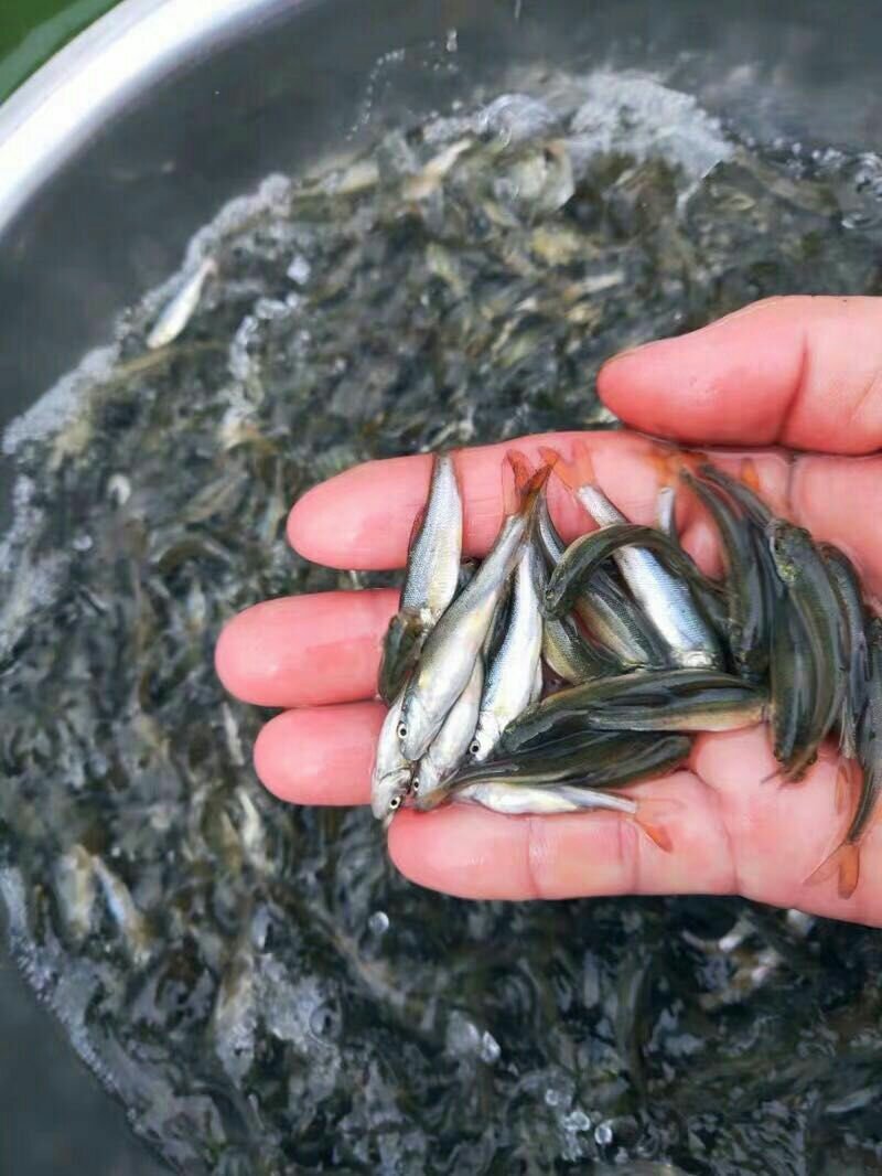 青鱼苗青波鱼苗基地直供