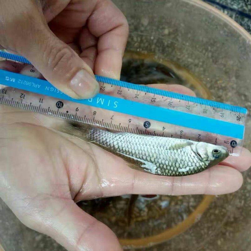 青鱼苗青波鱼苗基地直供