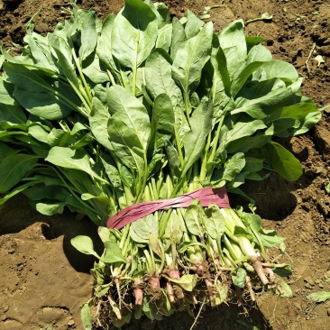 精品小叶菠菜，高杆菠菜40-50公分每日走货20万余斤