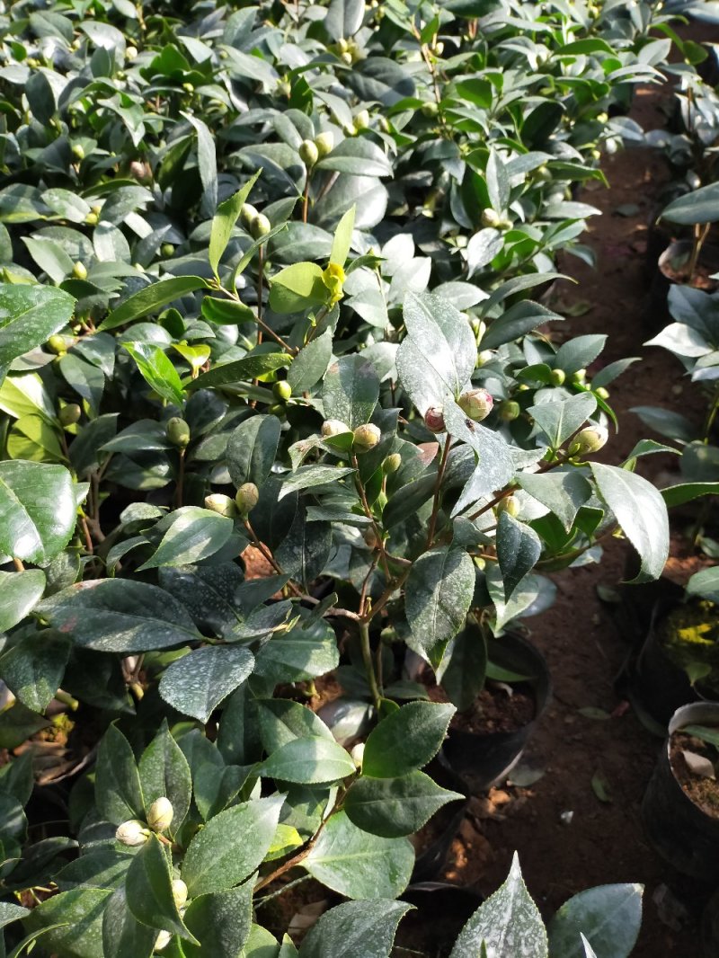 【有好货】四季耐寒茶花苗盆栽地栽南北适种品种保证包邮