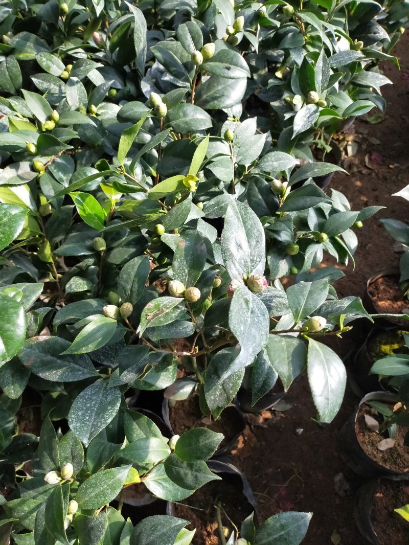 【有好货】四季耐寒茶花苗盆栽地栽南北适种品种保证包邮