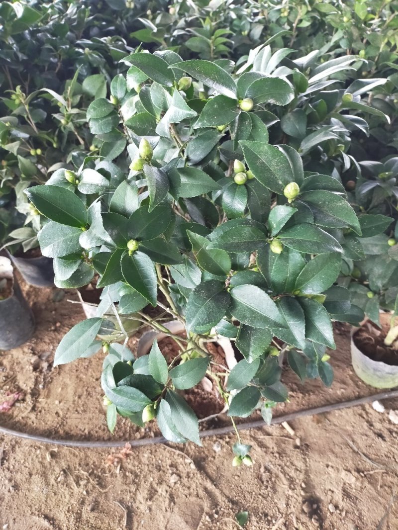 【有好货】四季耐寒茶花苗盆栽地栽南北适种品种保证包邮