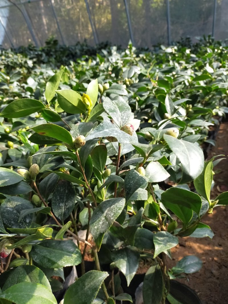 【有好货】四季耐寒茶花苗盆栽地栽南北适种品种保证包邮