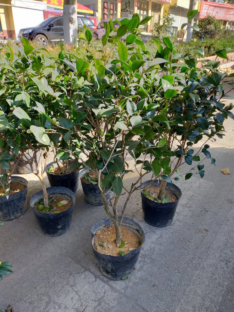 【有好货】四季耐寒茶花苗盆栽地栽南北适种品种保证包邮