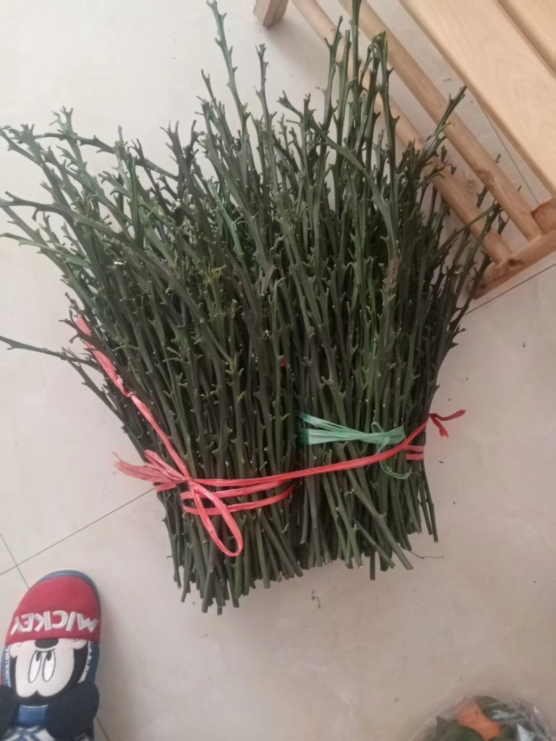 春见耙耙柑支条大量出售！