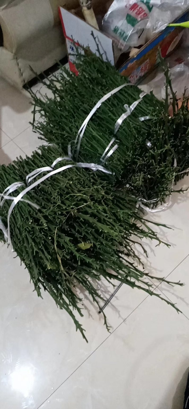春见耙耙柑支条大量出售！
