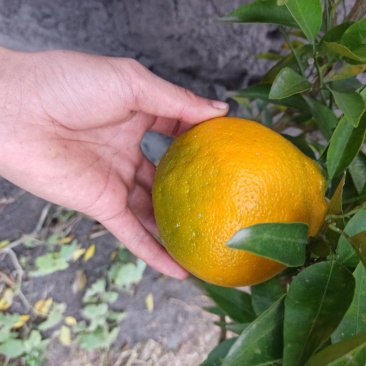 春见耙耙柑支条大量出售！