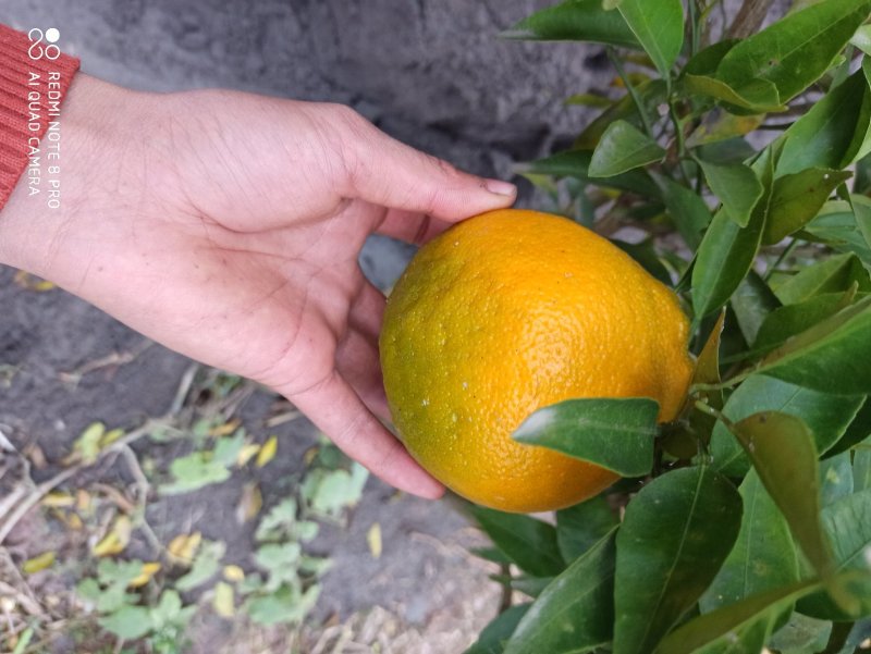 春见耙耙柑支条大量出售！