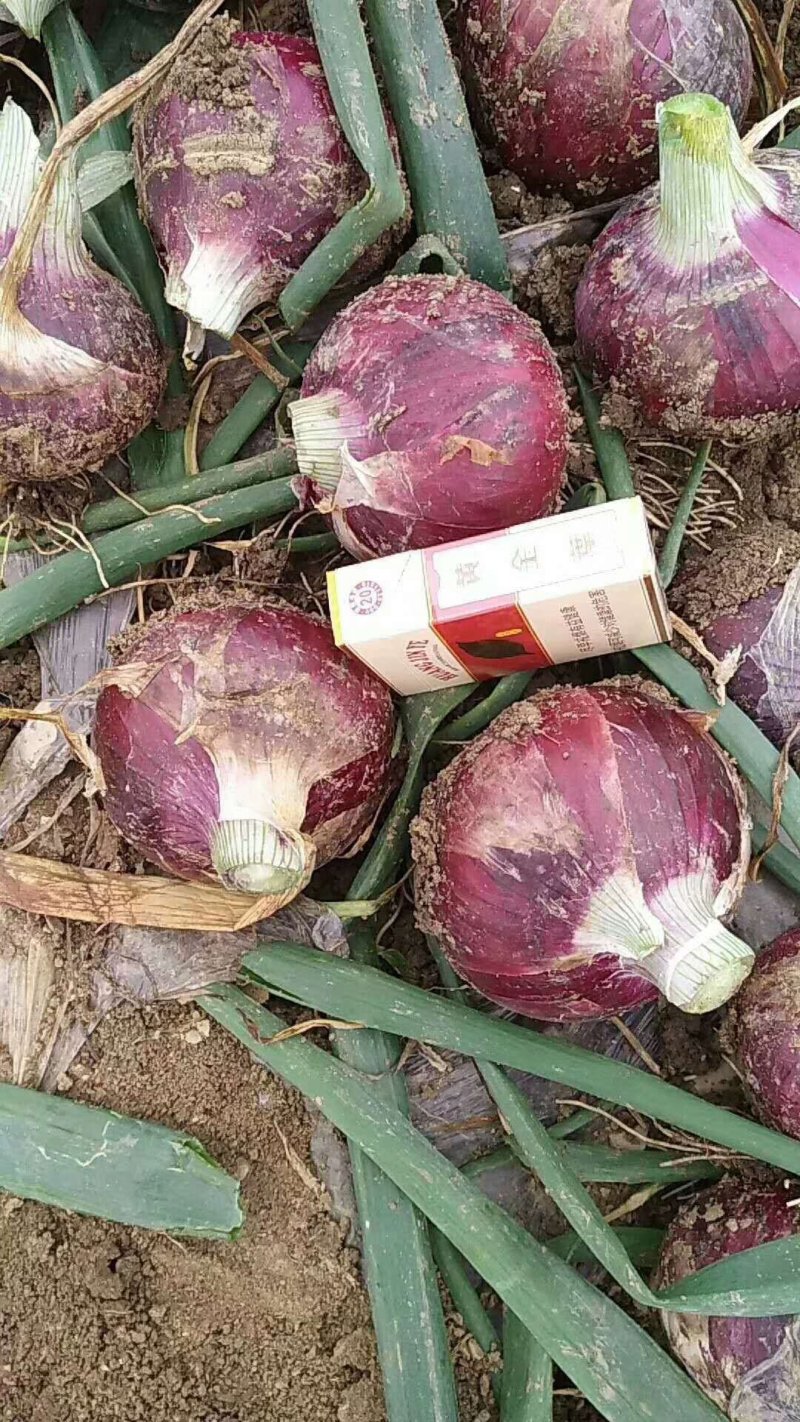 新洋葱二红洋葱紫葱圆葱扁葱电商货市场