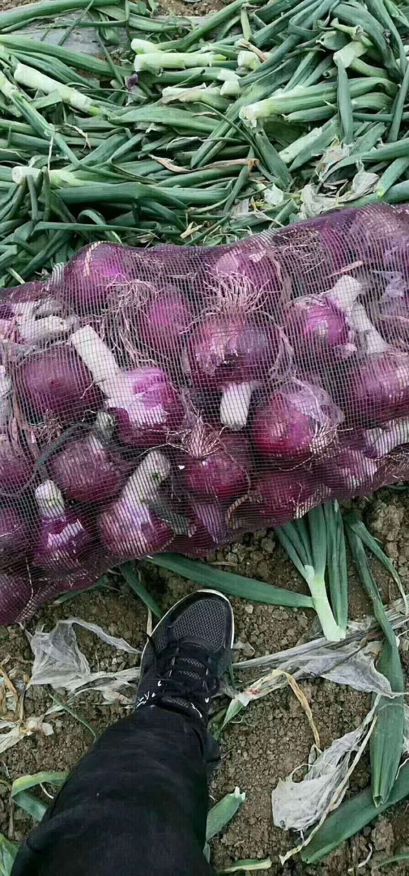 新洋葱二红洋葱紫葱圆葱扁葱电商货市场