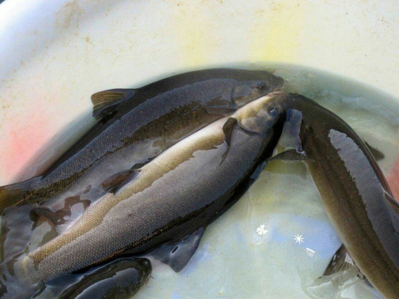 雅鱼苗鱼苗冷水鱼淡水养殖食用鱼苗