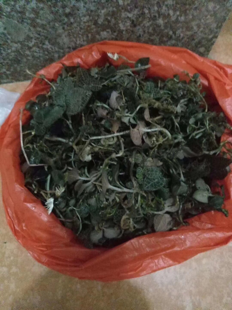 大金湖.尚书品.深山土特产.金线莲
