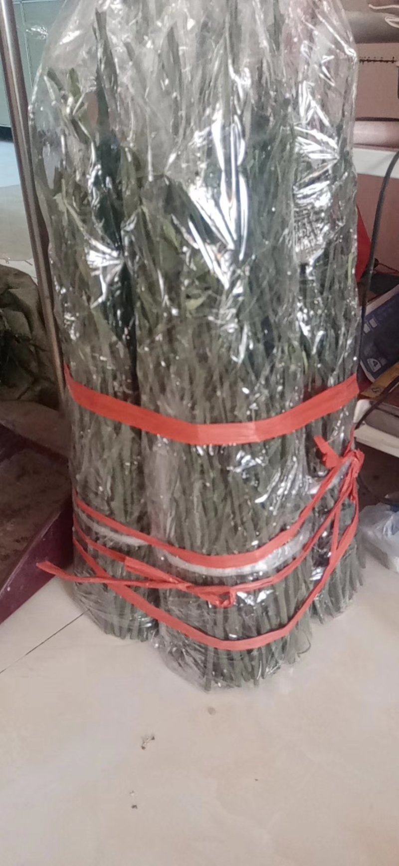 塔罗科血橙枝条！大量出售