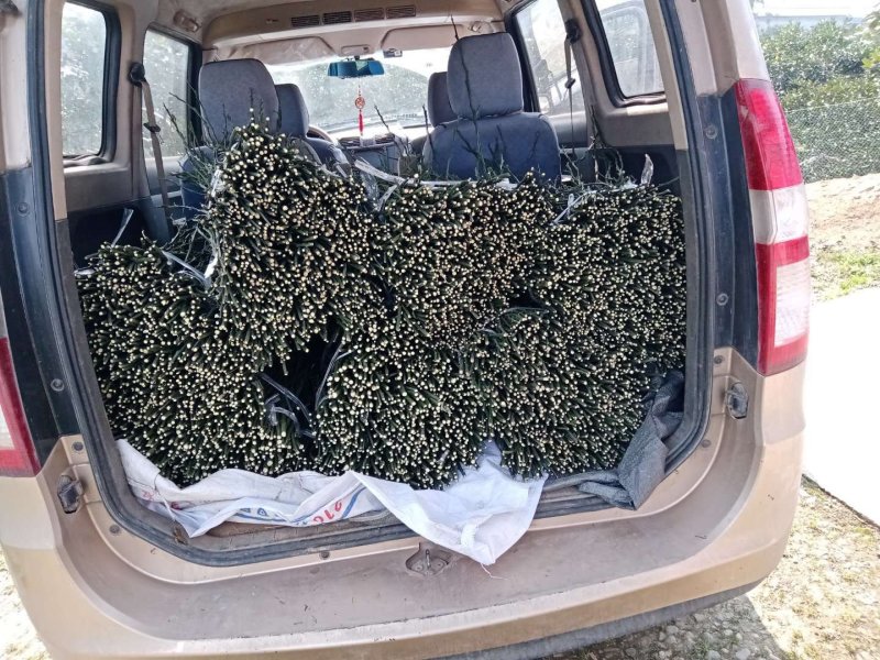 塔罗科血橙枝条！大量出售