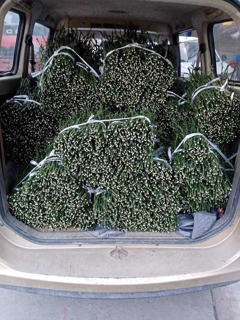 塔罗科血橙枝条！大量出售