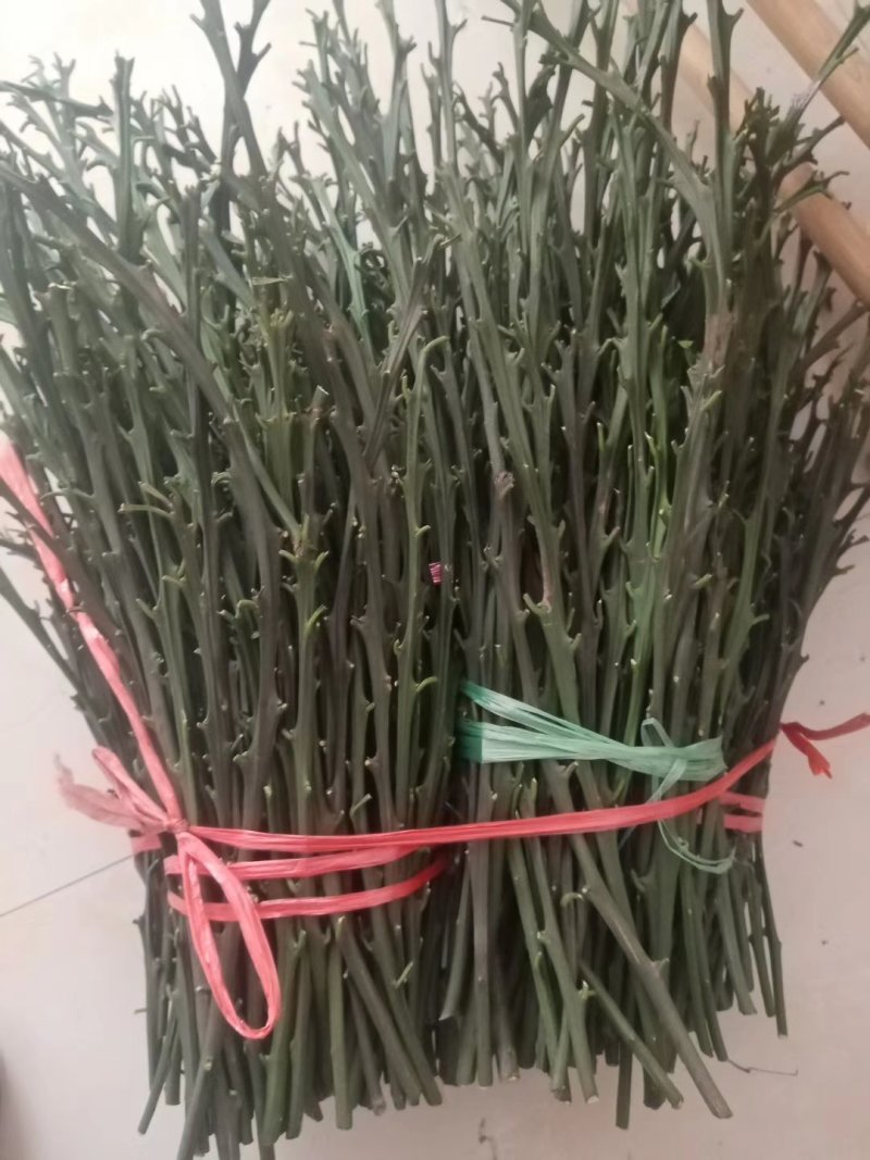 塔罗科血橙枝条！大量出售