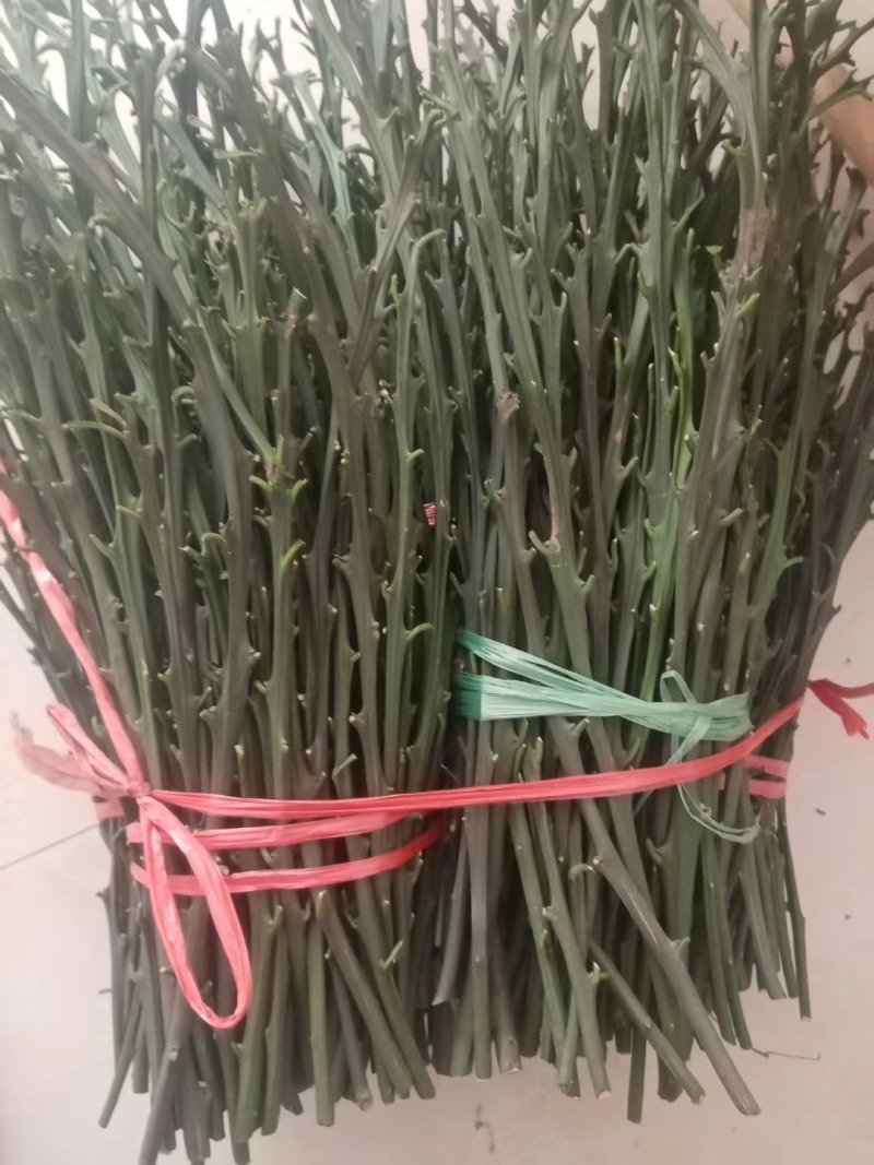塔罗科血橙枝条！大量出售