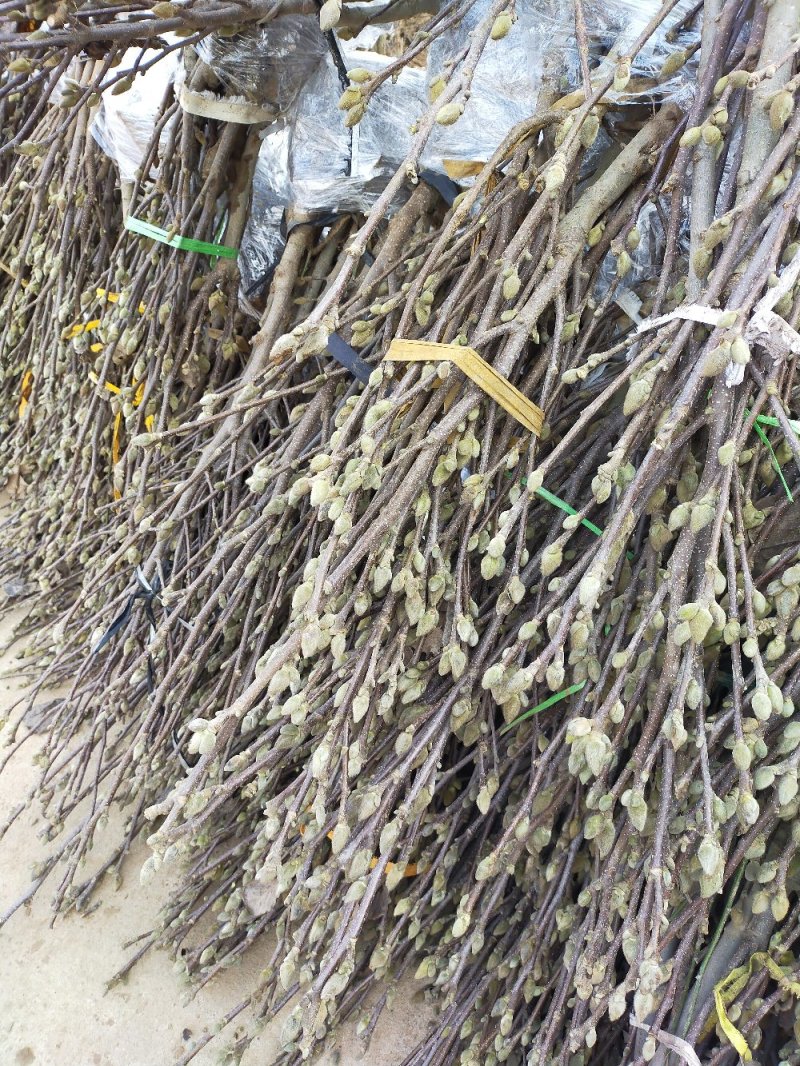 玉兰花树苗（红，黄，粉，白）庭院盆栽种植南北适种包成活