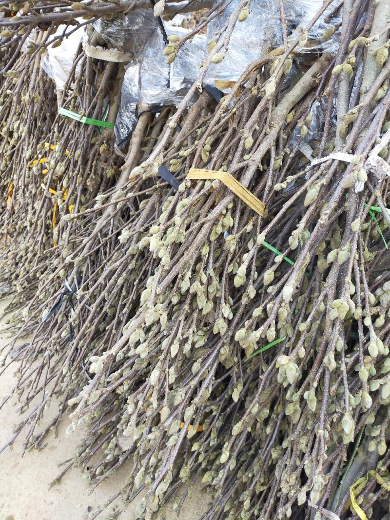 玉兰花树苗（红，黄，粉，白）庭院盆栽种植南北适种包成活