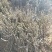玉兰花树苗（红，黄，粉，白）庭院盆栽种植南北适种包成活