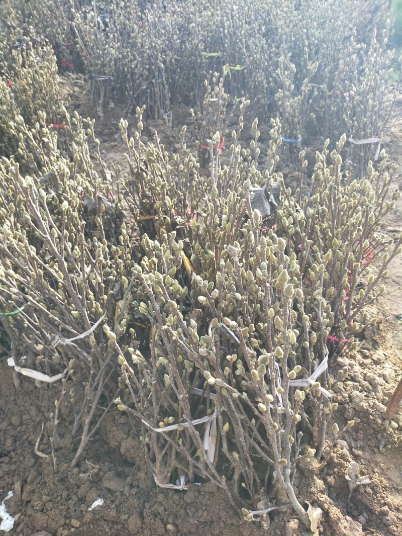 玉兰花树苗（红，黄，粉，白）庭院盆栽种植南北适种包成活