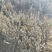 玉兰花树苗（红，黄，粉，白）庭院盆栽种植南北适种包成活