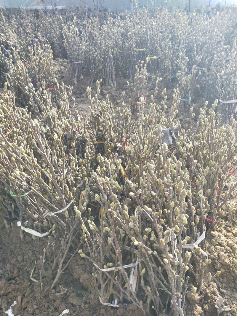 玉兰花树苗（红，黄，粉，白）庭院盆栽种植南北适种包成活