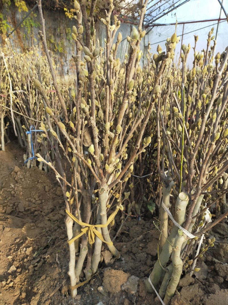 玉兰花树苗（红，黄，粉，白）庭院盆栽种植南北适种包成活