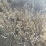 玉兰花树苗（红，黄，粉，白）庭院盆栽种植南北适种包成活