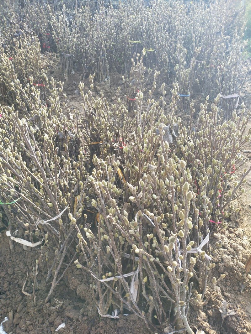 玉兰花树苗（红，黄，粉，白）庭院盆栽种植南北适种包成活