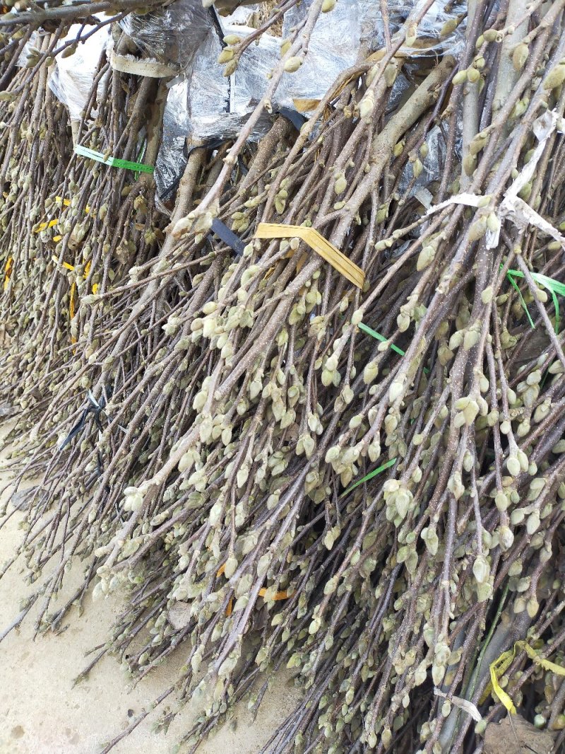 玉兰花树苗（红，黄，粉，白）庭院盆栽种植南北适种包成活