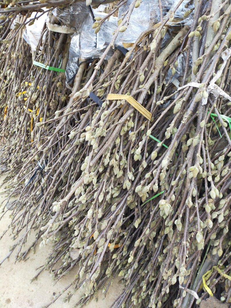 玉兰花树苗（红，黄，粉，白）庭院盆栽种植南北适种包成活