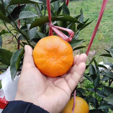 明日见支条可签合同，保湿发货！提供技术指导！