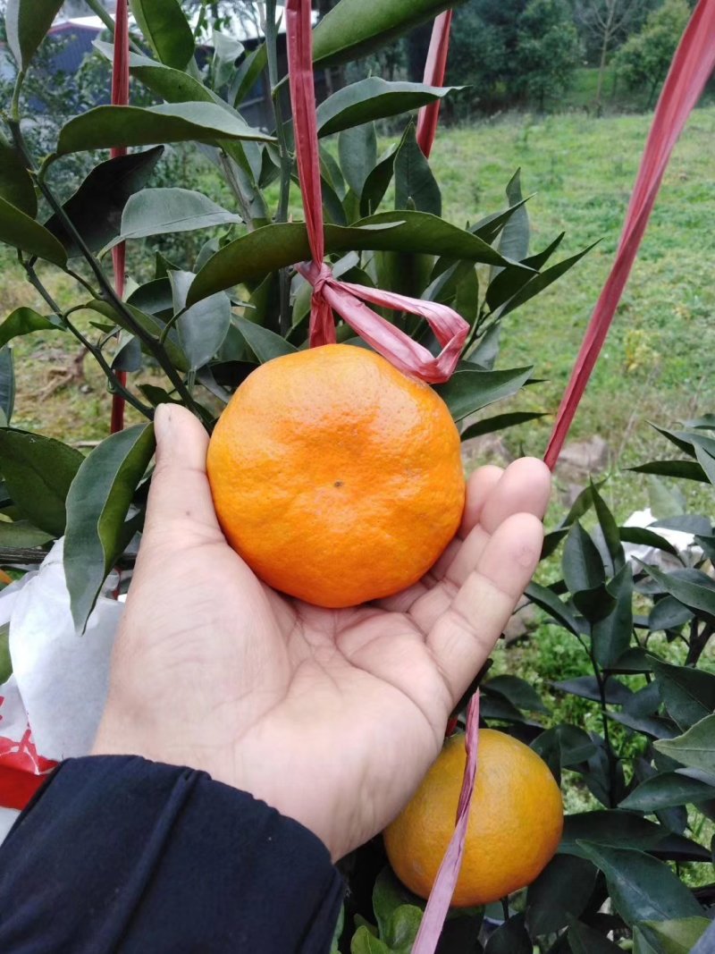 明日见支条可签合同，保湿发货！提供技术指导！