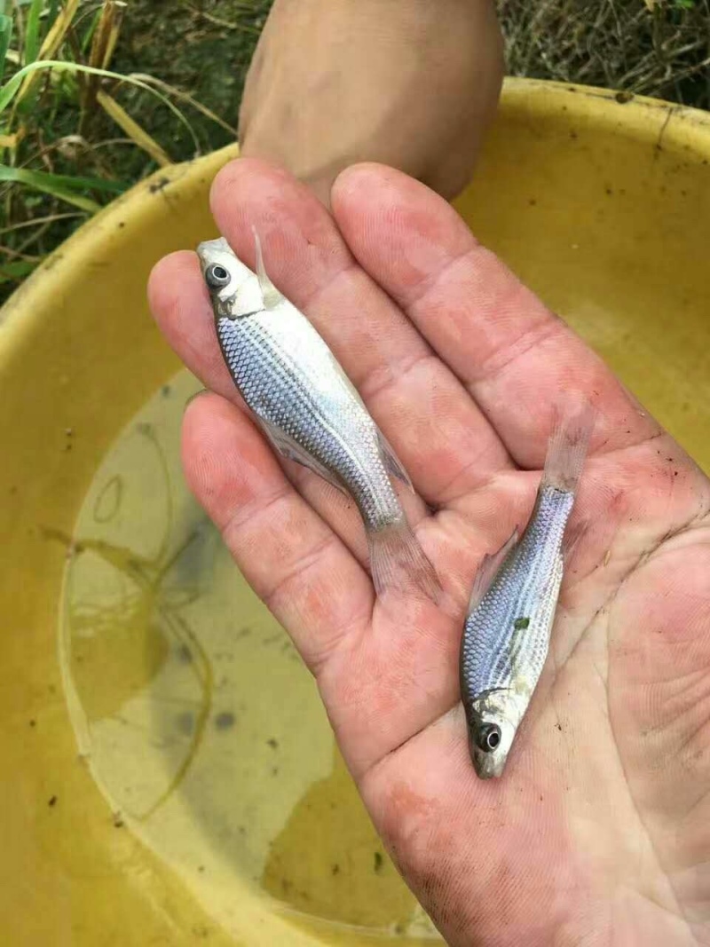 岩鲤岩原鲤黑鲤鱼墨鲤水子鬼头鱼原生鱼高档食用淡水活体鱼苗