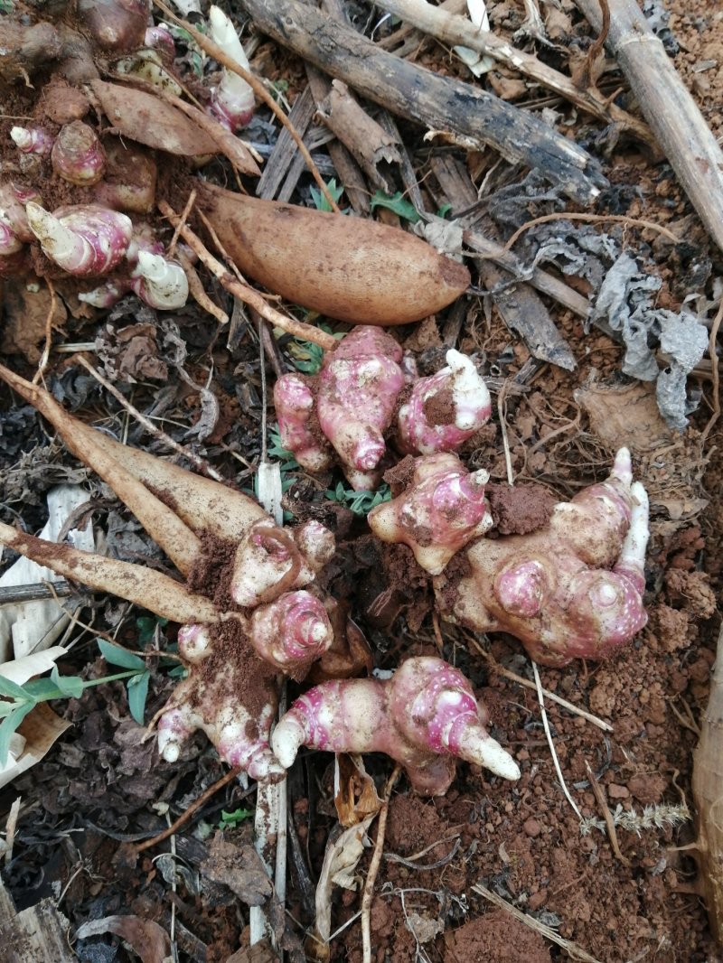 云南天山雪莲果苗带土发货包成活5斤包邮