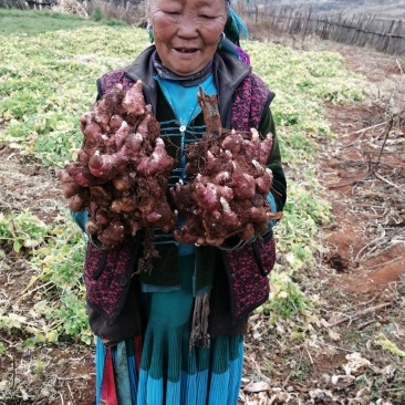 云南天山雪莲果苗带土发货包成活5斤包邮