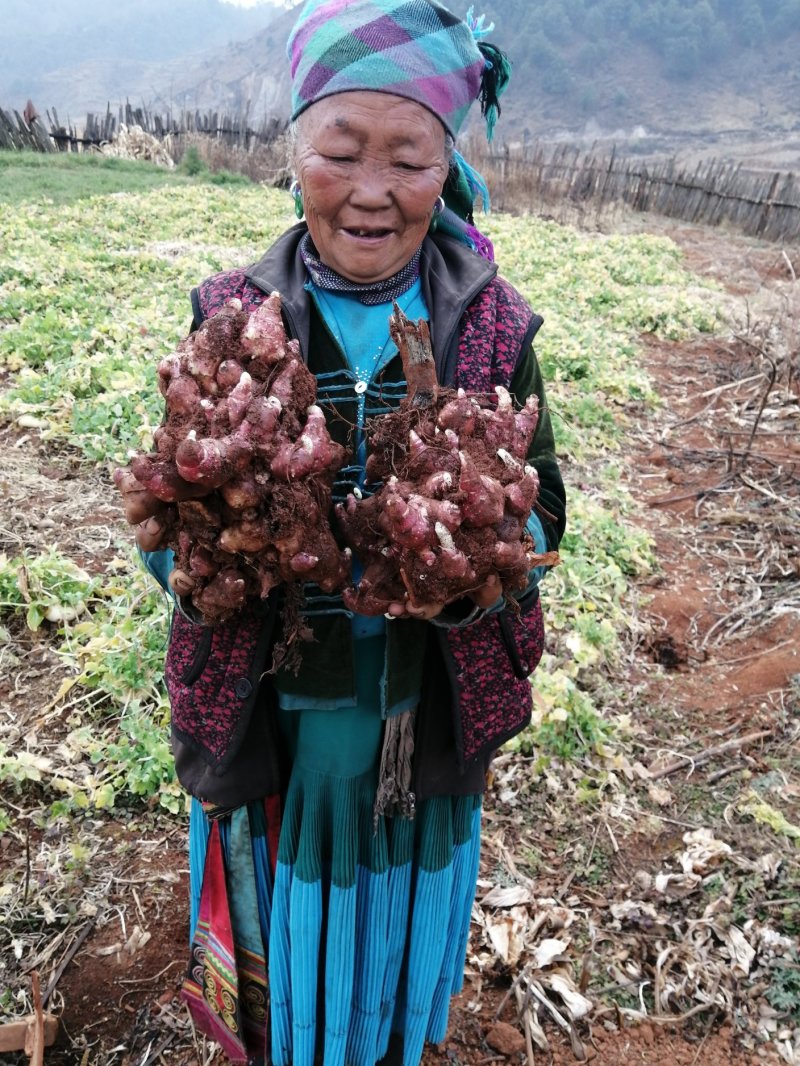 云南天山雪莲果苗带土发货包成活5斤包邮