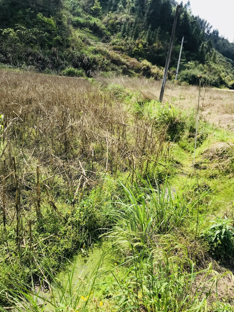 鱼塘田地转让