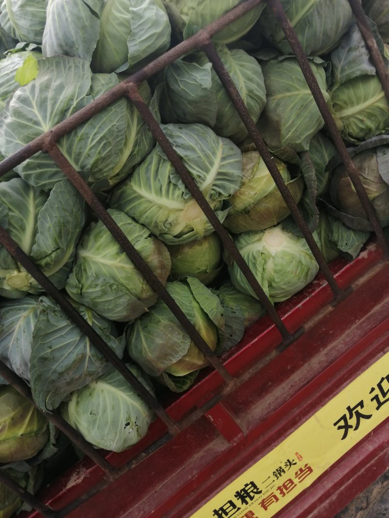 湖北甘蓝圆包菜1.5~2公斤，新货，耐运输，可视频看货