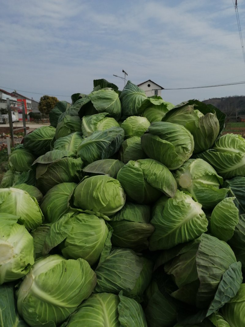 圆包菜产地甘蓝精品包菜，价格便宜，欢迎来电，供应全国