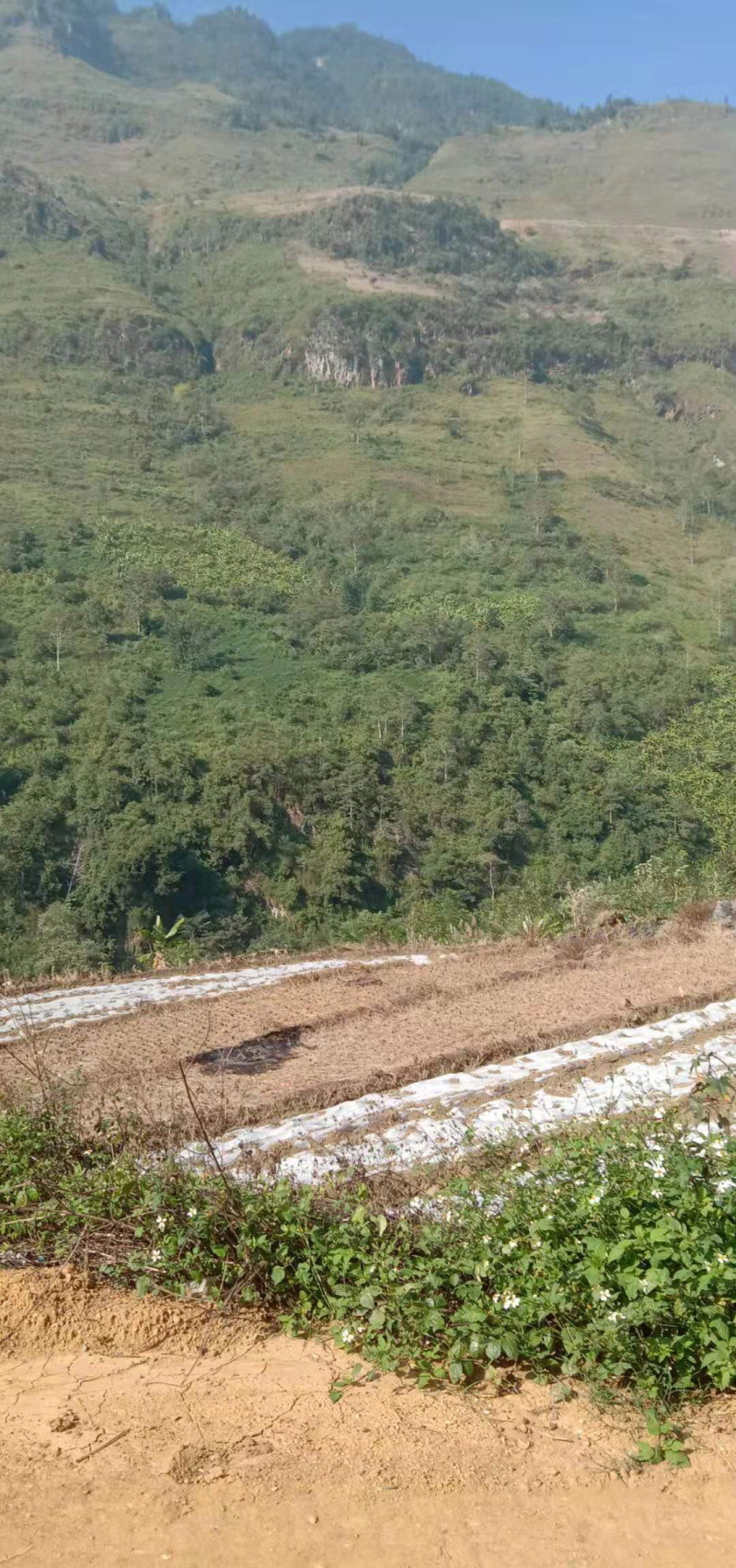 红河3000亩香蕉地出租，可以种芒果