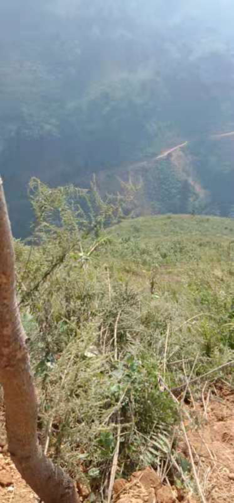 红河3000亩香蕉地出租，可以种芒果