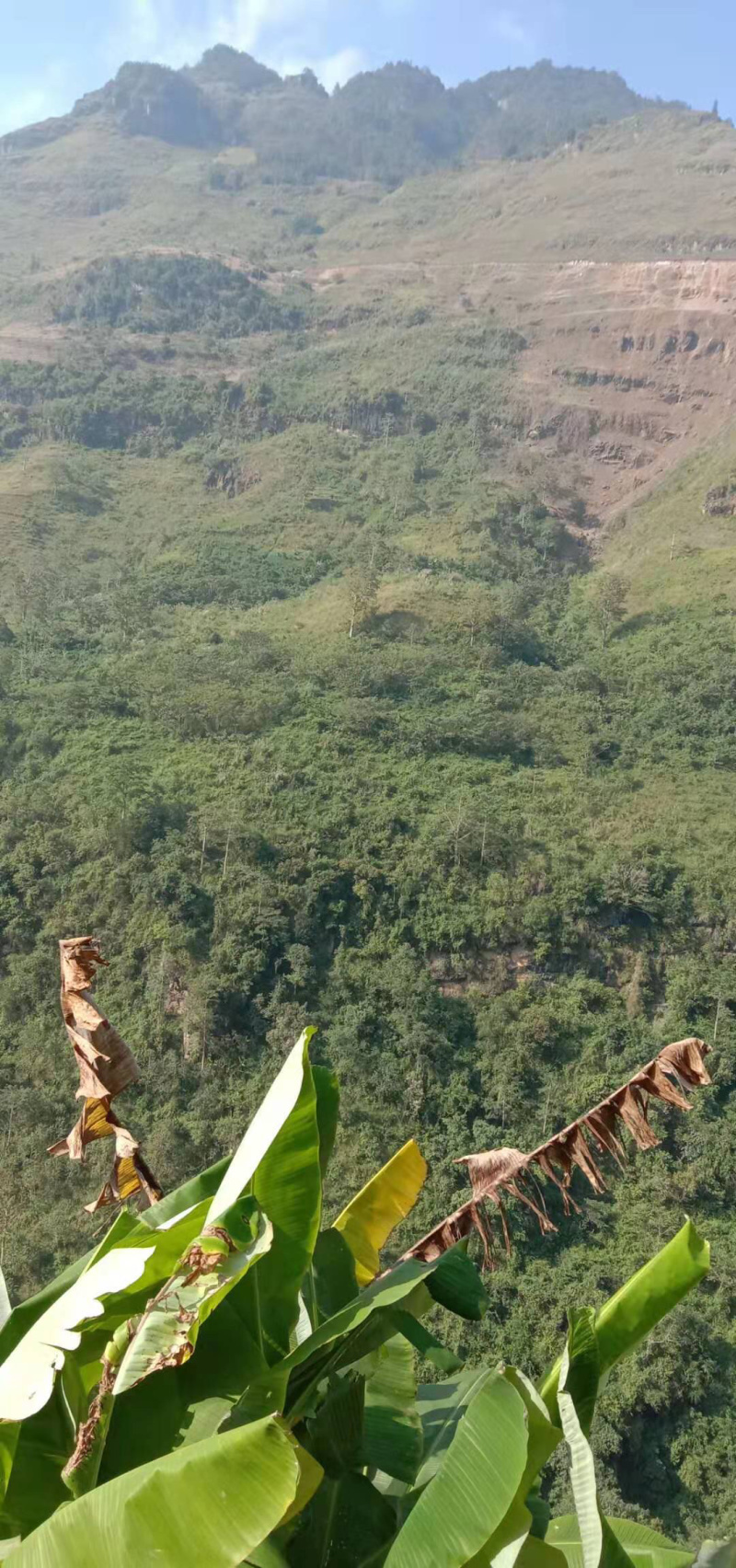 红河3000亩香蕉地出租，可以种芒果